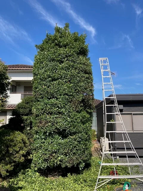 下野市 / 生前整理・庭木剪定前 01
